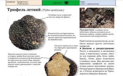 Трюфель летний