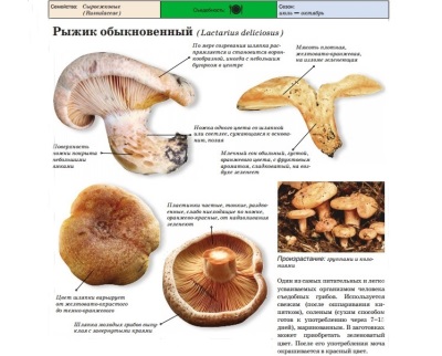 Рыжик настоящий