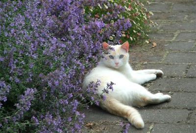 Кот и кошачий котовник