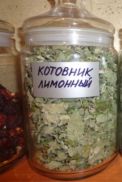 Противопоказания котовника