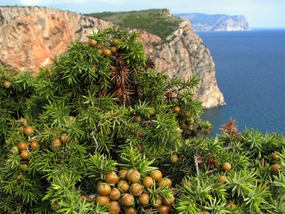 Можжевельник в Крыму
