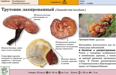 Лакированный трутовик