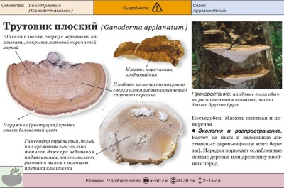 Трутовик плоский