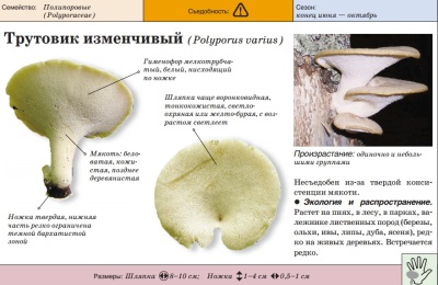 Трутовик изменчивый