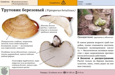 Трутовик березовый