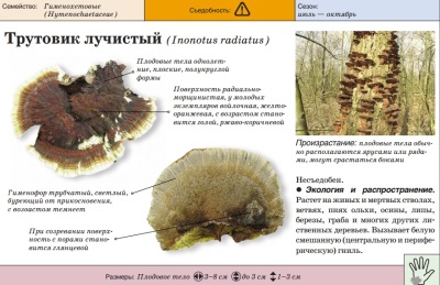 Трутовик лучистый