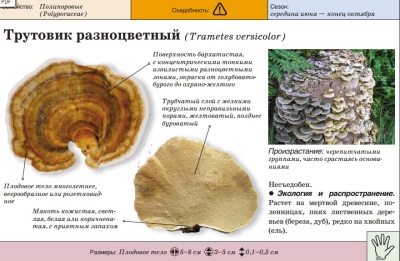 Трутовик разноцветный