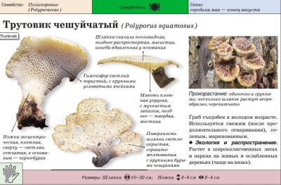 Трутовик чешуйчатый