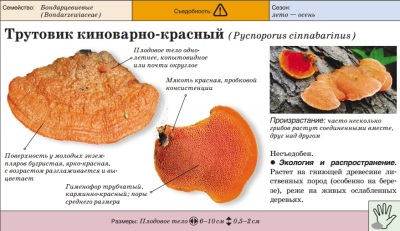 Трутовик киноварно-красный