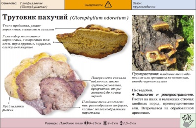 Трутовик пахучий