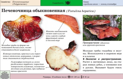 Печеночница (трутовый гриб)