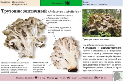 Трутовик зонтичный
