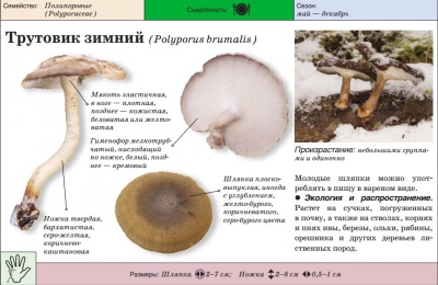 Трутовик зимний