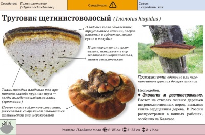 Трутовик щетинистоволосый
