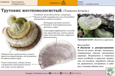 Трутовик жестковолосиситый