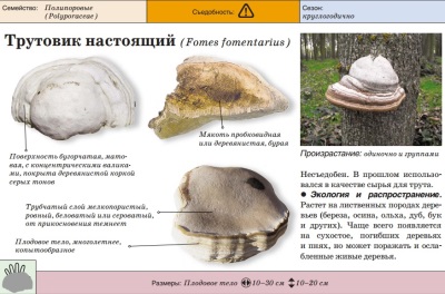 Трутовик настоящий (лиственничный)
