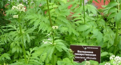 Выращивание валерианы