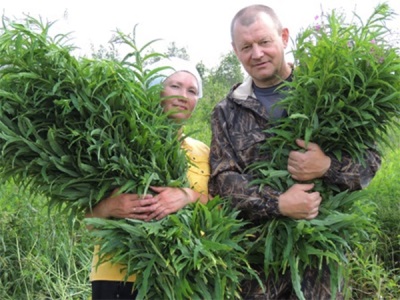 Сбор кипрея