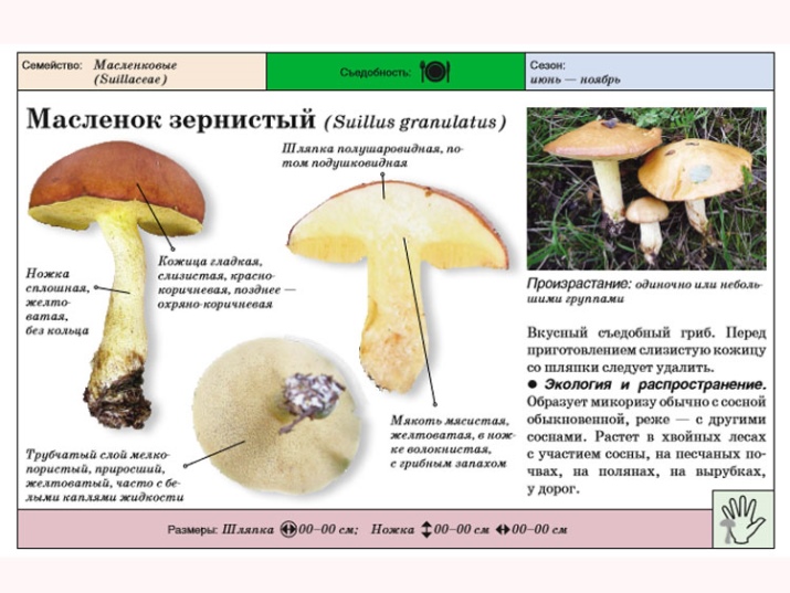Масленок зернистый