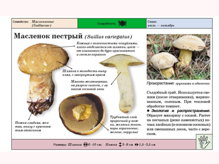Маслёнок пестрый
