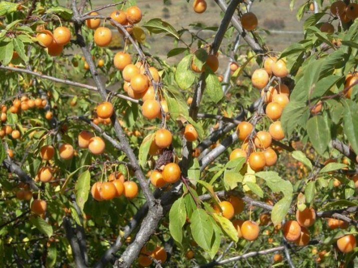 Компот из алычи пить. kak svarit kompot iz alychi 2. Компот из алычи пить фото. Компот из алычи пить-kak svarit kompot iz alychi 2. картинка Компот из алычи пить. картинка kak svarit kompot iz alychi 2. Предлагаю воспользоваться простым рецептом ароматного и очень вкусного компота из алычи и абрикосов. Алычу можно брать любого цвета, на вкус компота это никак не повлияет. Сладкий компот очень нравится маленьким детям, поэтому приготовьте его обязательно и порадуйте своих малышей.