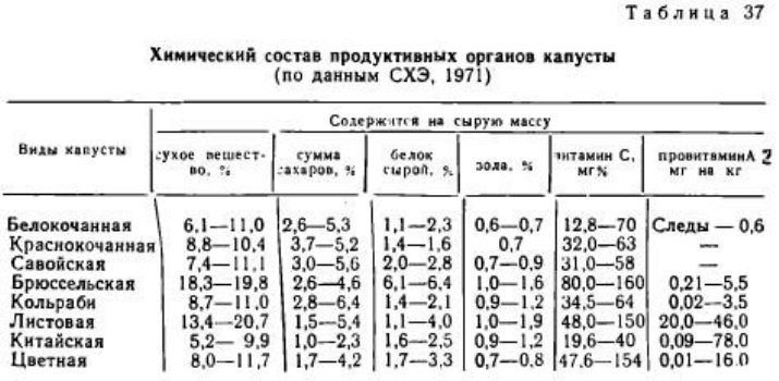 Кольраби что это