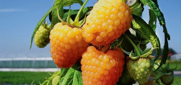 Существует ли желтая малина. zheltaya malina raznovidnosti i osobennosti vyrashchivaniya 10. Существует ли желтая малина фото. Существует ли желтая малина-zheltaya malina raznovidnosti i osobennosti vyrashchivaniya 10. картинка Существует ли желтая малина. картинка zheltaya malina raznovidnosti i osobennosti vyrashchivaniya 10. Желтая малина заметно выделяется на садовом участке. Она непривычна для многих, однако, активно разводится дачниками на территории России. Стоит отметить, что данный сорт ягоды ничем не уступает классическому. У нее высокая урожайность и отличные вкусовые характеристики. Стоит подробнее рассмотреть особенности желтых сортов этой культуры, которые в последнее время пользуются популярностью среди садоводов.