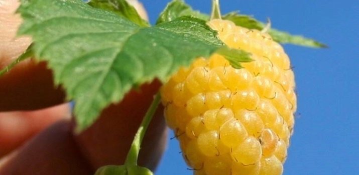 Существует ли желтая малина. zheltaya malina raznovidnosti i osobennosti vyrashchivaniya 11. Существует ли желтая малина фото. Существует ли желтая малина-zheltaya malina raznovidnosti i osobennosti vyrashchivaniya 11. картинка Существует ли желтая малина. картинка zheltaya malina raznovidnosti i osobennosti vyrashchivaniya 11. Желтая малина заметно выделяется на садовом участке. Она непривычна для многих, однако, активно разводится дачниками на территории России. Стоит отметить, что данный сорт ягоды ничем не уступает классическому. У нее высокая урожайность и отличные вкусовые характеристики. Стоит подробнее рассмотреть особенности желтых сортов этой культуры, которые в последнее время пользуются популярностью среди садоводов.