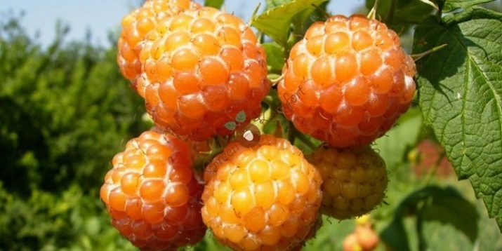 Существует ли желтая малина. zheltaya malina raznovidnosti i osobennosti vyrashchivaniya 3. Существует ли желтая малина фото. Существует ли желтая малина-zheltaya malina raznovidnosti i osobennosti vyrashchivaniya 3. картинка Существует ли желтая малина. картинка zheltaya malina raznovidnosti i osobennosti vyrashchivaniya 3. Желтая малина заметно выделяется на садовом участке. Она непривычна для многих, однако, активно разводится дачниками на территории России. Стоит отметить, что данный сорт ягоды ничем не уступает классическому. У нее высокая урожайность и отличные вкусовые характеристики. Стоит подробнее рассмотреть особенности желтых сортов этой культуры, которые в последнее время пользуются популярностью среди садоводов.
