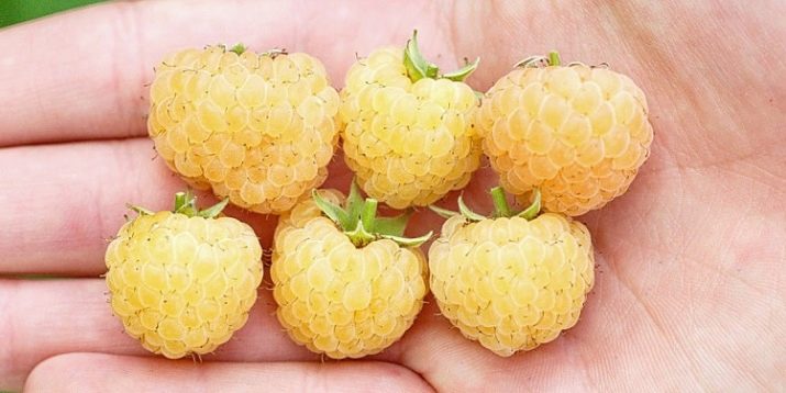 Существует ли желтая малина. zheltaya malina raznovidnosti i osobennosti vyrashchivaniya 5. Существует ли желтая малина фото. Существует ли желтая малина-zheltaya malina raznovidnosti i osobennosti vyrashchivaniya 5. картинка Существует ли желтая малина. картинка zheltaya malina raznovidnosti i osobennosti vyrashchivaniya 5. Желтая малина заметно выделяется на садовом участке. Она непривычна для многих, однако, активно разводится дачниками на территории России. Стоит отметить, что данный сорт ягоды ничем не уступает классическому. У нее высокая урожайность и отличные вкусовые характеристики. Стоит подробнее рассмотреть особенности желтых сортов этой культуры, которые в последнее время пользуются популярностью среди садоводов.
