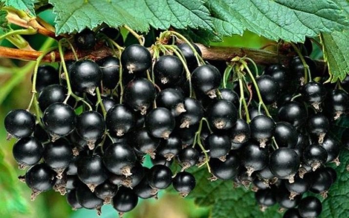 Самые сладкие сорта черной смородины для урала. vybiraem sorta chyornoj smorodiny dlya urala 8. Самые сладкие сорта черной смородины для урала фото. Самые сладкие сорта черной смородины для урала-vybiraem sorta chyornoj smorodiny dlya urala 8. картинка Самые сладкие сорта черной смородины для урала. картинка vybiraem sorta chyornoj smorodiny dlya urala 8. Садоводы северных и восточных регионов России традиционно часть своих участков отводят под ягодные культуры, которые наиболее приспособлены к местному суровому климату. Наибольшую популярность среди них имеет черная смородина. Грамотный подход к выбору определенного сорта обеспечит вас высоким урожаем.