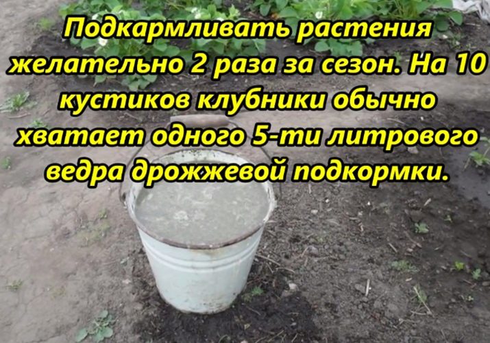 Чем подкормить землянику во время плодоношения