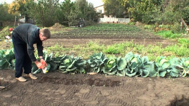 Можно ли клубнику садить после клубники. chto mozhno sazhat posle klubniki 7. Можно ли клубнику садить после клубники фото. Можно ли клубнику садить после клубники-chto mozhno sazhat posle klubniki 7. картинка Можно ли клубнику садить после клубники. картинка chto mozhno sazhat posle klubniki 7. Клубничные кусты дают обилие сочных плодов. Их неоспоримое достоинство — ранние сроки плодоношения. Когда на огороде ещё ничего нет, ягодки клубники уже начинают краснеть. Но для сохранения стабильных показателей урожайности нужно соблюдать севооборот. Через 3-5 лет ягодник пересаживают на новое место, но, что можно сажать после клубники, чтобы плодородие восстановилась, а высаженная культура продемонстрировала хорошую продуктивность.