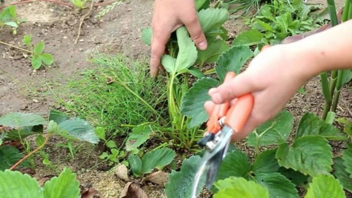 Что делать на листьях клубники паутина. kak borotsya s pautinnym kleshchom na klubnike 11. Что делать на листьях клубники паутина фото. Что делать на листьях клубники паутина-kak borotsya s pautinnym kleshchom na klubnike 11. картинка Что делать на листьях клубники паутина. картинка kak borotsya s pautinnym kleshchom na klubnike 11. Выращивание садовой земляники связано со многими тонкостями, требует знания особенностей посадки и ухода за этой вкусной ягодой. Но чтобы получать стабильно высокие урожаи, придётся принимать меры и в отношении многих вредителей этой культуры. Особенно опасно для неё появление паутинного клеща.