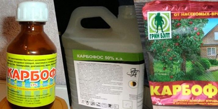 Пересадка клубники в конце лета. kak peresadit klubniku letom na novoe mesto 25. Пересадка клубники в конце лета фото. Пересадка клубники в конце лета-kak peresadit klubniku letom na novoe mesto 25. картинка Пересадка клубники в конце лета. картинка kak peresadit klubniku letom na novoe mesto 25. Пересадка клубники является неотъемлемой частью процесса при выращивании этой вкусной ягоды. Изменение местоположения для растения может дать существенное улучшение его урожайности. Но это возможно только при соблюдении основных правил по пересадке. Так давайте разберемся в вопросе: когда можно пересаживать клубнику летом?