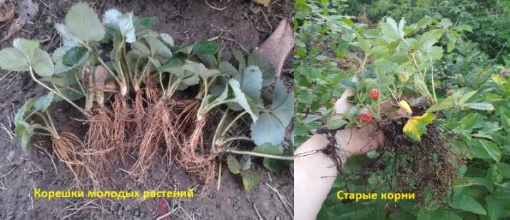 Сорта клубники дивная с фотографиями и описанием. klubnika divnaya opisanie sorta i sovety po vyrashchivaniyu 8. Сорта клубники дивная с фотографиями и описанием фото. Сорта клубники дивная с фотографиями и описанием-klubnika divnaya opisanie sorta i sovety po vyrashchivaniyu 8. картинка Сорта клубники дивная с фотографиями и описанием. картинка klubnika divnaya opisanie sorta i sovety po vyrashchivaniyu 8. Клубнику Дивная отличает от других сортов крупный размер и продолговатая форма ягод. Замечательный вкус сочетает в себе сладкие и кислые нотки. Сорт обладает ярко выраженным земляничным ароматом.