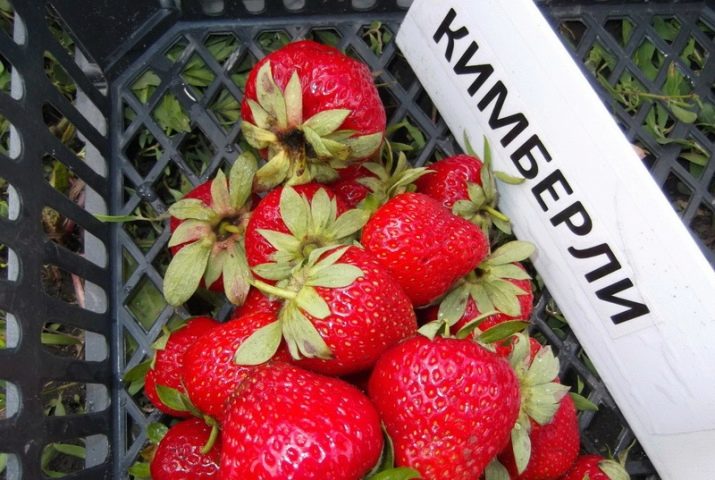 Раннеспелые сорта клубники что это такое. luchshie rannie sorta klubniki 14. Раннеспелые сорта клубники что это такое фото. Раннеспелые сорта клубники что это такое-luchshie rannie sorta klubniki 14. картинка Раннеспелые сорта клубники что это такое. картинка luchshie rannie sorta klubniki 14. В средней полосе России обильного урожая ягод клубники можно дождаться лишь в июне. Выручают ранние сорта, культивирование которых способно сократить ожидание от нескольких недель до месяца. Правильный подбор сортовых саженцев обеспечит садовода ранней ягодой до наступления лета.