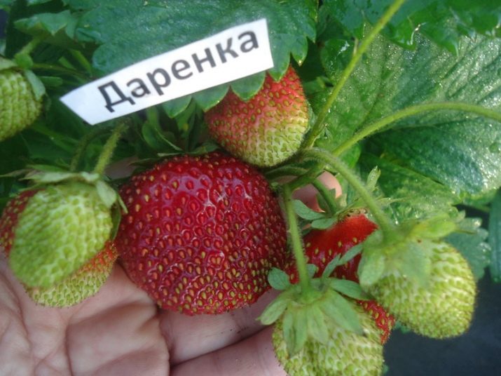 Раннеспелые сорта клубники что это такое. luchshie rannie sorta klubniki 16. Раннеспелые сорта клубники что это такое фото. Раннеспелые сорта клубники что это такое-luchshie rannie sorta klubniki 16. картинка Раннеспелые сорта клубники что это такое. картинка luchshie rannie sorta klubniki 16. В средней полосе России обильного урожая ягод клубники можно дождаться лишь в июне. Выручают ранние сорта, культивирование которых способно сократить ожидание от нескольких недель до месяца. Правильный подбор сортовых саженцев обеспечит садовода ранней ягодой до наступления лета.