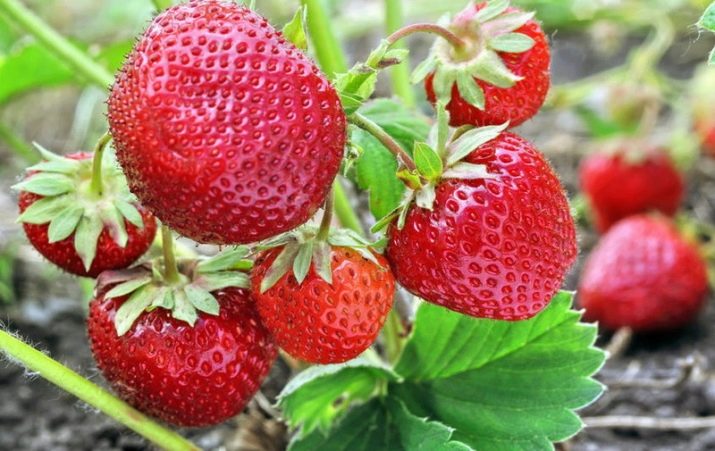Раннеспелые сорта клубники что это такое. luchshie rannie sorta klubniki 21. Раннеспелые сорта клубники что это такое фото. Раннеспелые сорта клубники что это такое-luchshie rannie sorta klubniki 21. картинка Раннеспелые сорта клубники что это такое. картинка luchshie rannie sorta klubniki 21. В средней полосе России обильного урожая ягод клубники можно дождаться лишь в июне. Выручают ранние сорта, культивирование которых способно сократить ожидание от нескольких недель до месяца. Правильный подбор сортовых саженцев обеспечит садовода ранней ягодой до наступления лета.
