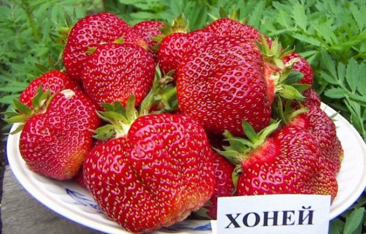 Раннеспелые сорта клубники что это такое. luchshie rannie sorta klubniki 7. Раннеспелые сорта клубники что это такое фото. Раннеспелые сорта клубники что это такое-luchshie rannie sorta klubniki 7. картинка Раннеспелые сорта клубники что это такое. картинка luchshie rannie sorta klubniki 7. В средней полосе России обильного урожая ягод клубники можно дождаться лишь в июне. Выручают ранние сорта, культивирование которых способно сократить ожидание от нескольких недель до месяца. Правильный подбор сортовых саженцев обеспечит садовода ранней ягодой до наступления лета.