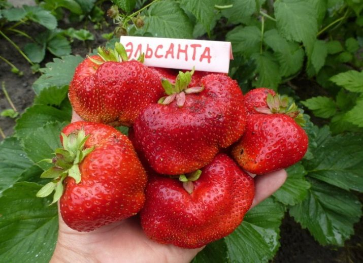 Раннеспелые сорта клубники что это такое. luchshie rannie sorta klubniki 8. Раннеспелые сорта клубники что это такое фото. Раннеспелые сорта клубники что это такое-luchshie rannie sorta klubniki 8. картинка Раннеспелые сорта клубники что это такое. картинка luchshie rannie sorta klubniki 8. В средней полосе России обильного урожая ягод клубники можно дождаться лишь в июне. Выручают ранние сорта, культивирование которых способно сократить ожидание от нескольких недель до месяца. Правильный подбор сортовых саженцев обеспечит садовода ранней ягодой до наступления лета.