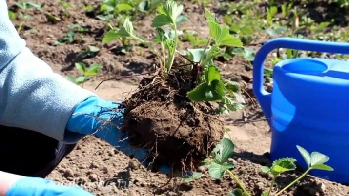 Почему на клубнике нет цветоножек. ne cvetet klubnika v chyom prichina i chto delat 9. Почему на клубнике нет цветоножек фото. Почему на клубнике нет цветоножек-ne cvetet klubnika v chyom prichina i chto delat 9. картинка Почему на клубнике нет цветоножек. картинка ne cvetet klubnika v chyom prichina i chto delat 9. Очень часто садоводы встречаются с такой проблемой, как отсутствие стадии цветения у клубники, а впоследствии плодоношения. Вместо этого она начинает давать усы.