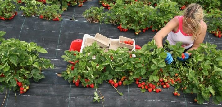 Мембрана для клубники что это. osobennosti i ispolzovanie ukryvnogo materiala dlya klubniki 1. Мембрана для клубники что это фото. Мембрана для клубники что это-osobennosti i ispolzovanie ukryvnogo materiala dlya klubniki 1. картинка Мембрана для клубники что это. картинка osobennosti i ispolzovanie ukryvnogo materiala dlya klubniki 1. Сладкая каторга – так называли садоводы клубничные грядки, пока не пришли на дачные участки технологии выращивания садовой земляники с применением агроволокна или пленки. Непривычный метод насторожил скептиков, но быстро распространился среди любителей эксперимента.