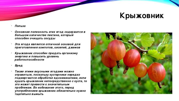 Невареное варенье из крыжовника. osobennosti prigotovleniya varenya iz kryzhovnika bez varki 2. Невареное варенье из крыжовника фото. Невареное варенье из крыжовника-osobennosti prigotovleniya varenya iz kryzhovnika bez varki 2. картинка Невареное варенье из крыжовника. картинка osobennosti prigotovleniya varenya iz kryzhovnika bez varki 2. О сыром варенье из крыжовника говорят как об одном из самых витаминных лакомств. Ароматные и сочные ягоды отлично подойдут для зимних заготовок. В них содержится очень много полезных веществ, к тому же вкусовые качества замечательные. Вот почему большое количество разных варений, компотов, джемов и конфитюров готовят именно из крыжовника. А для того, чтобы внести в блюдо некоторое разнообразие, хозяйки добавляют специи и пряности.