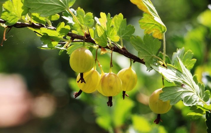 Невареное варенье из крыжовника. osobennosti prigotovleniya varenya iz kryzhovnika bez varki 22. Невареное варенье из крыжовника фото. Невареное варенье из крыжовника-osobennosti prigotovleniya varenya iz kryzhovnika bez varki 22. картинка Невареное варенье из крыжовника. картинка osobennosti prigotovleniya varenya iz kryzhovnika bez varki 22. О сыром варенье из крыжовника говорят как об одном из самых витаминных лакомств. Ароматные и сочные ягоды отлично подойдут для зимних заготовок. В них содержится очень много полезных веществ, к тому же вкусовые качества замечательные. Вот почему большое количество разных варений, компотов, джемов и конфитюров готовят именно из крыжовника. А для того, чтобы внести в блюдо некоторое разнообразие, хозяйки добавляют специи и пряности.