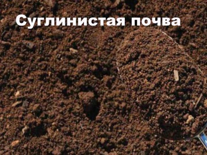 Состав грунта для выращивания клубники. pochva dlya klubniki sadovoj kakaya podojdet i kak podgotovit svoimi rukami 4. Состав грунта для выращивания клубники фото. Состав грунта для выращивания клубники-pochva dlya klubniki sadovoj kakaya podojdet i kak podgotovit svoimi rukami 4. картинка Состав грунта для выращивания клубники. картинка pochva dlya klubniki sadovoj kakaya podojdet i kak podgotovit svoimi rukami 4. Два самых важных условия для хорошего плодоношения клубники — это хороший посадочный материал и правильная подготовка почвы для посадки клубники. Нужно обратить внимание на лечение, которое не требует больших денег и впоследствии избавит от многих проблем. Лечение включает: