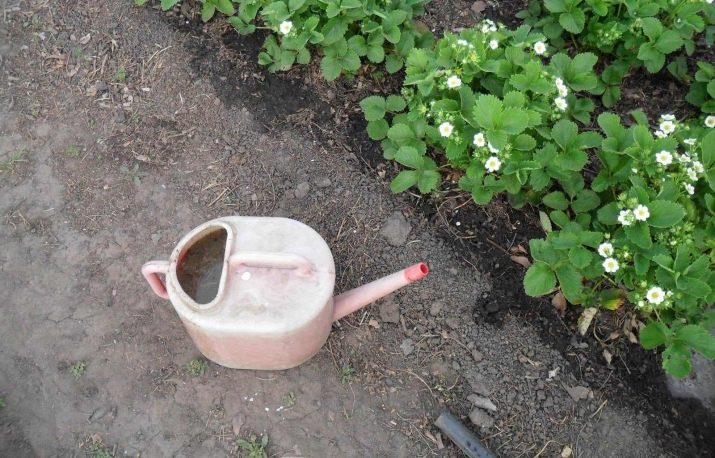 Как сделать подкормку из дрожжей для клубники. Смотреть фото Как сделать подкормку из дрожжей для клубники. Смотреть картинку Как сделать подкормку из дрожжей для клубники. Картинка про Как сделать подкормку из дрожжей для клубники. Фото Как сделать подкормку из дрожжей для клубники