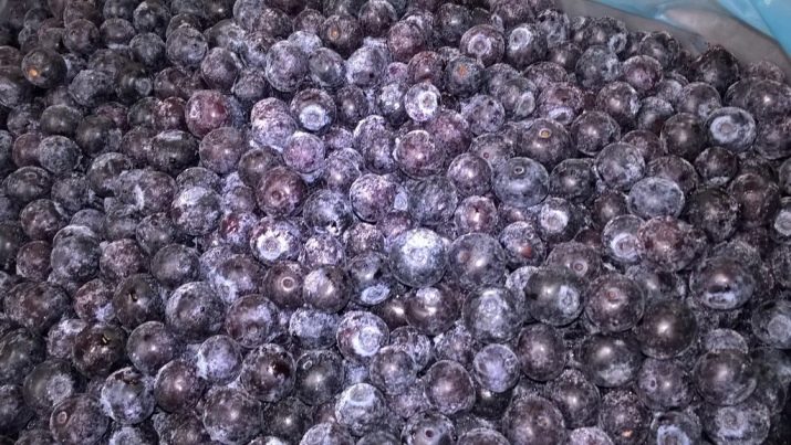 Морс из черники рецепты. recepty prigotovleniya morsa iz cherniki 8. Морс из черники рецепты фото. Морс из черники рецепты-recepty prigotovleniya morsa iz cherniki 8. картинка Морс из черники рецепты. картинка recepty prigotovleniya morsa iz cherniki 8. Самостоятельное приготовление домашних напитков на ягодной основе позволяет сохранить практически все полезные вещества исходного ингредиента. Черничный морс не только отлично утоляет жажду и восстанавливает силы, этот напиток наполняет организм полезными витаминами и микроэлементами.