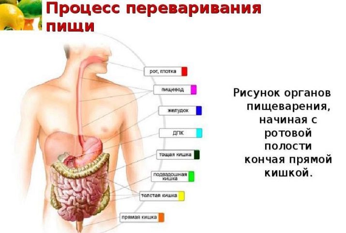 Сколько часов переваривается в желудке гречка