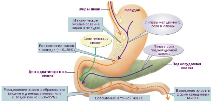 Сколько часов переваривается в желудке гречка
